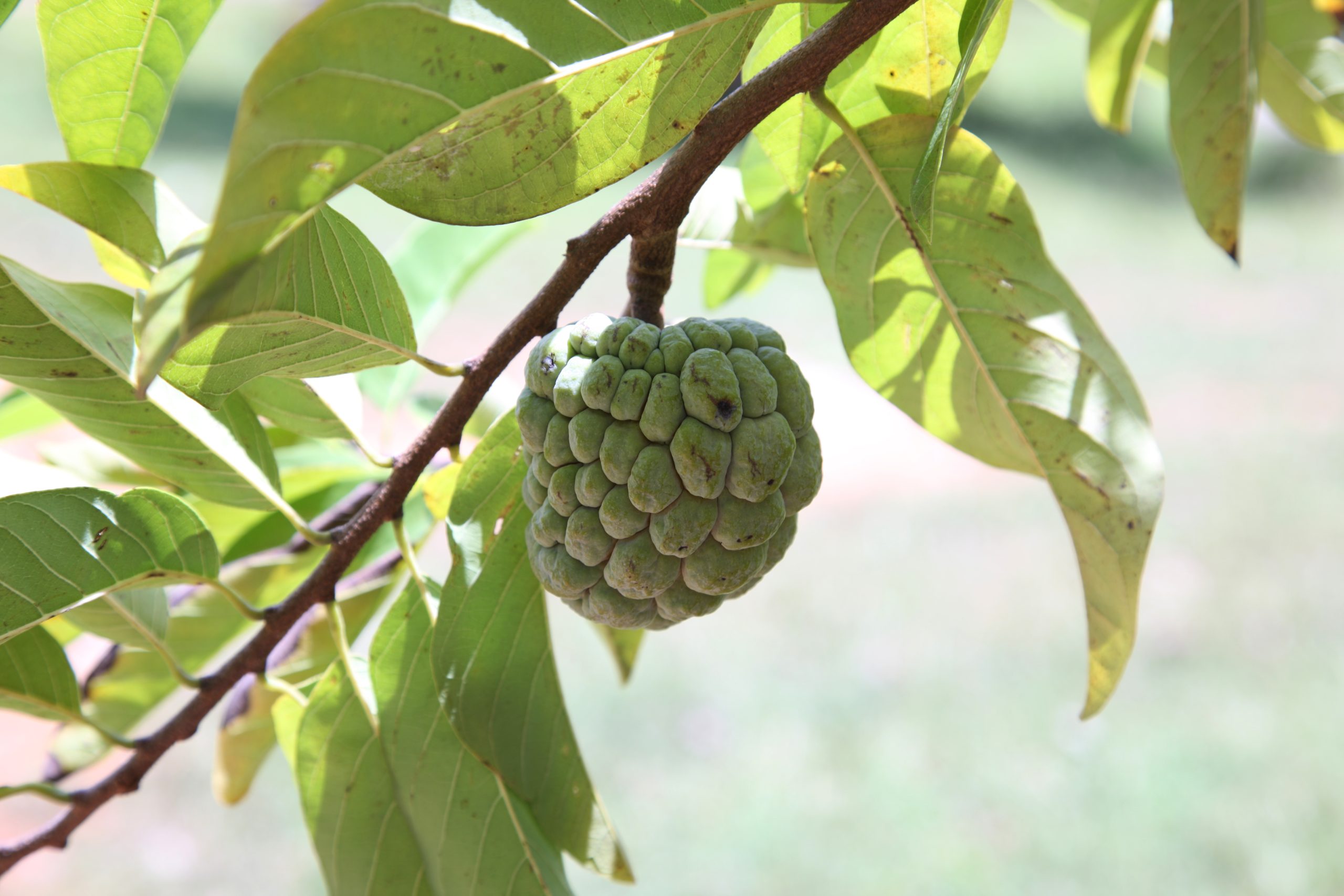 Single custard apple on a branch growing wild