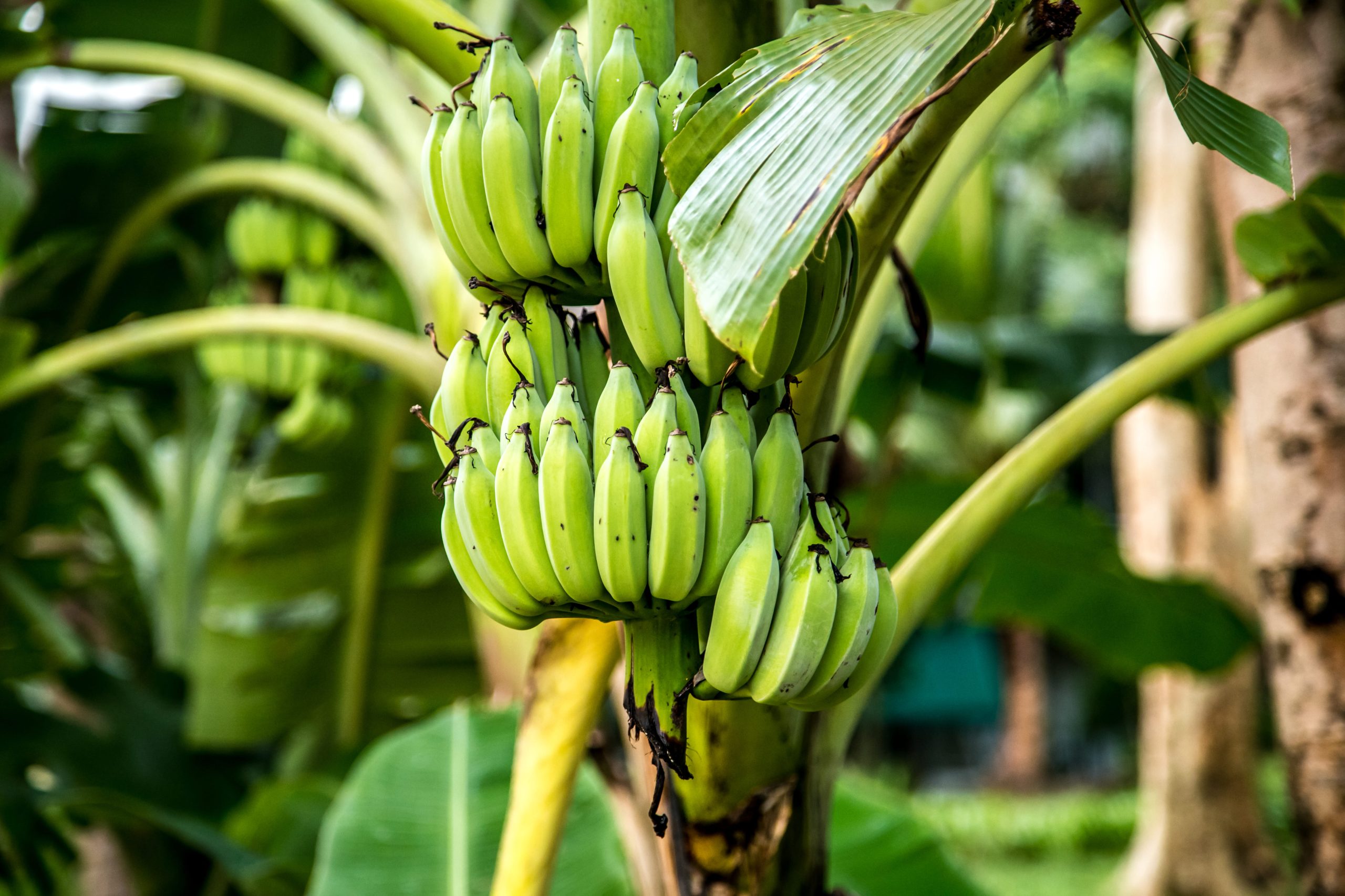 palm-tree-with-green-bananas